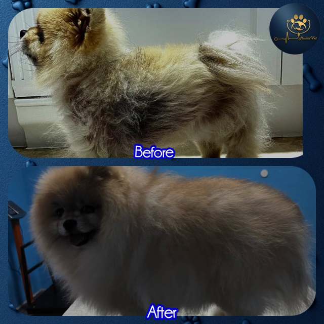 🐶 Pinko‘nun 8 aylık tedavi süresi hikayesi: 🐶 Pinko 6 yaşında erkek kısır bir pomeranian ve bize gelmeden önceden yaklışık 2 sene çeşitli farklı dermatolojik ürünleri ile tedavi etmeye çalışmış ancak hastalık sadece ilerlemiş yani açılmalarala birlikte tüy ortusu kuru, mat, kırılgan, yıpranmış, kıtıklarla kaplı ve keçeleşmiş haldeydi. 🐶 Hasta yurdşında yaşadığı için ilk muayenemiz online olarak gerçekleştirildi ve alınan hasta feçmişi ve istenen mikrodermatohematolojik tahliller sonrası 3. derece Nonendocrinal Alopecia X hastalığı tespit edildi ve ona göre 8 aylık özel bir tedavi protokolü tasarlandı. 🐶 Pinko‘nun 8 aylık tedavi sonrası beyaz ve açık sarı, yumuşak, ipeksi, gür, pelüş, parlak ve kolay taranabilir bir tüy örtüsüne sahipti, hatta hastalık öncesine göre daha güzel, sağlıklı ve psikolojik olarak daha mutlu ve özgüvene sahip olmuştu. 🐶Her zaman sloganımız neydi? Maceraya gerek yokMutlu patiler HumaVet‘leBilgi, sorumluluk ve tecrübenin adresi HumaVet’leAlopesiya x #alopecia x #pomeranianlerde alopecia x #alopeciaxtedavisi #alopesiyax #alopesiyaxtedavisi #dermaologveteriner #Veterinerdermatolog #alopeşiyaxtedavisi #uzmanveterinerdermatolog #dermatolog veteriner #alopeciaxtreatment #istanbuldermatologveteriner #uzmanveterineristanbul #huma_vet #dr_rıza_kahraman #