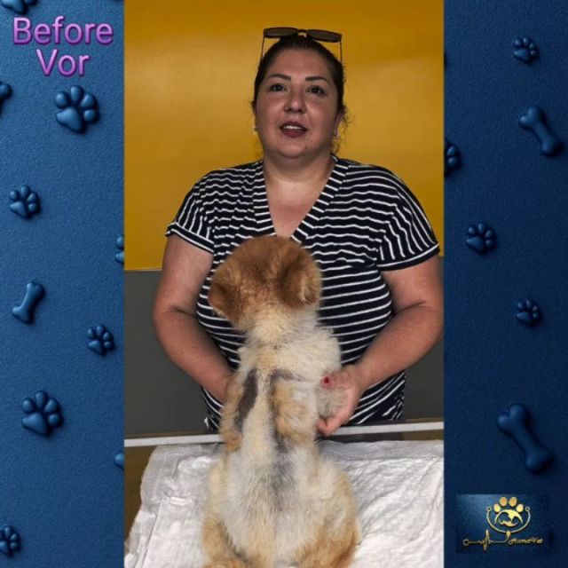 🐶 Tiger 4 aylık tedavi süresi hikayesi: 🐶 Tiger 4 yaşında erkek kısır bir pomeranian. Tiger 4 ay önce ilk muayene için istanbula geldiğinde 1sene çeşitli tedaviler yapılmasına rağmen, 4. derece Alopecia X‘e kadar ilerlemişti yani vücudun neredesey %80i tüylerini kaybetmişti ve geri kalan tüyler de kuru, mat, kırılgan, yıpranmış, kıtıklarla kaplı ve keçeleşmiş haldeydi. 🐶 Yapılan dermatoHematolojik muayeneler sonrası 4. derece Alopecia X hastalıpı tespit edildi ve ona göre 4 aylık özel bir tedavi Protokolü tasarlandı. 🐶 Tiger 4 aylık tedavi sonrası beyaz ve açık sarı, ipeksi, gür,  pelüş, parlak ve kolay taranabilir bir tüy örtüsüne sahipti, hatta hastalık öncesine göre daha güzel, sağlıklı ve psikolojik olarak daha mutlu ve özgüvene sahip olmuştu. 🐶Her zaman sloganımız neydi? Maceraya gerek yokMutlu patiler HumaVet‘leBilgi, sorumluluk ve tecrübenin adresi HumaVet’leAlopesiya x #alopecia x #pomeranianlerde alopecia x #alopeciaxtedavisi #alopesiyax #alopesiyaxtedavisi #dermaologveteriner #Veterinerdermatolog #alopeşiyaxtedavisi #uzmanveterinerdermatolog #dermatolog veteriner #alopeciaxtreatment #istanbuldermatologveteriner #uzmanveterineristanbul #