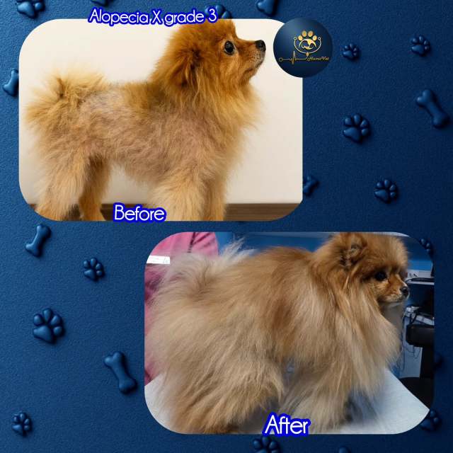🐶 Çiko‘nun 11 aylık tedavi süresi hikayesi: 🐶 Çiko 4 yaşında erkek kısır bir pomeranian ve bize gelmeden önceden yaklışık 1 sene çeşitli farklı dermatolojik ürünleri ile tedavi etmeye çalışmış ancak hastalık sadece ilerlemiş yani açılmalarala birlikte tüy ortusu kuru, mat, kırılgan, yıpranmış, kıtıklarla kaplı ve keçeleşmiş haldeydi. 🐶 Hasta yurdşında yaşadığı için ilk muayenemiz online olarak gerçekleştirildi ve alınan hasta feçmişi ve istenen mikrodermatohematolojik tahliller sonrası 3. derece Nonendocrinal Alopecia X hastalığı tespit edildi ve ona göre 11 aylık özel bir tedavi protokolü tasarlandı. 🐶 Çiko‘nun 11 aylık tedavi sonrası beyaz ve açık sarı, yumuşak, ipeksi, gür, pelüş, parlak ve kolay taranabilir bir tüy örtüsüne sahipti, hatta hastalık öncesine göre daha güzel, sağlıklı ve psikolojik olarak daha mutlu ve özgüvene sahip olmuştu. 🐶Her zaman sloganımız neydi? Maceraya gerek yokMutlu patiler HumaVet‘leBilgi, sorumluluk ve tecrübenin adresi HumaVet’leAlopesiya x #alopecia x #pomeranianlerde alopecia x #alopeciaxtedavisi #alopesiyax #alopesiyaxtedavisi #dermaologveteriner #Veterinerdermatolog #alopeşiyaxtedavisi #uzmanveterinerdermatolog #dermatolog veteriner #alopeciaxtreatment #istanbuldermatologveteriner #uzmanveterineristanbul #huma_vet #dr_rıza_kahraman #