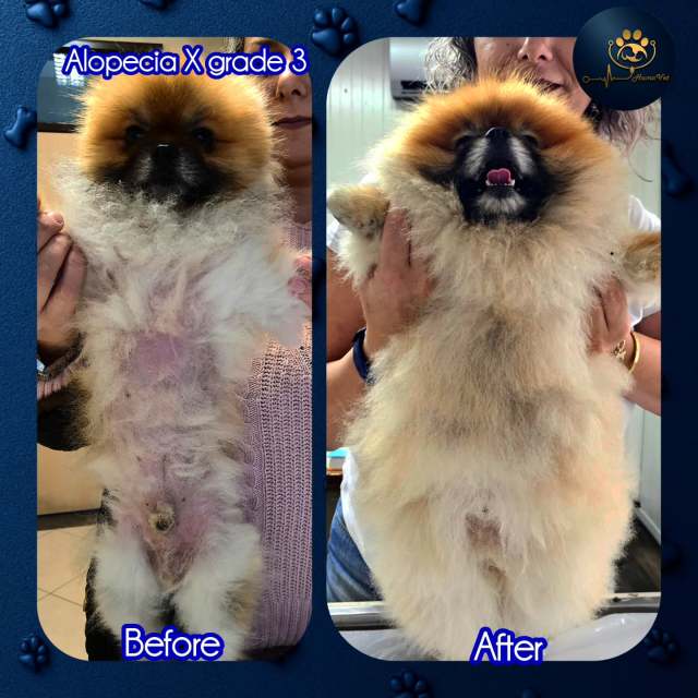 🐶 Tarçın’ın Tedavi Hikâyesi🐶 Tarçın, 2 yaşında erkek bir Pomeranian. 6 aylığından beri 3. derece Alopecia X ile mücadele ediyor ve uygulanan tüm tedavilere rağmen iyileşme sağlanamamıştı.ilk muayenemiz online olarak gerçekleştirildi hastanın geçmişi alındı akabinden yapılan yüzyüze muayenlerde mikrodermatohematolojik ve hormonal tektiklerden sonra sonrası 3. derece Nonendocrinal Alopecia X hastalığı tespit edildi ve ona göre 8 aylık özel bir tedavi protokolü tasarlandı. 🐶 Tarçın‘nın 6 aylık tedavi sonrası gür kaliteli, ipeksi, pelüş, parlak ve kolay taranabilir bir tüy örtüsüne sahipti, hatta hastalık öncesine göre daha güzel, sağlıklı ve psikolojik olarak daha mutlu ve özgüvene sahip olmuştu. 🐶 Tarçın’ın annesi Sayın @fatma_ozden, bu süreçte gösterdiğiniz sıkı iş birliği, düzenli takip ve titiz uygulamalar sayesinde tedavimizi 6 ay içinde başarıyla tamamladık. Çok şükür Tarçın bugün eskisinden daha güzel, parlak ve ipeksi tüylerine yeniden kavuştu. 💙🐾🐶Her zaman sloganımız neydi? Maceraya gerek yokMutlu patiler HumaVet‘leBilgi, sorumluluk ve tecrübenin adresi HumaVet’lealopeciax #alopeciaxtedavisi #alopesiyax #alopesiyaxtedavisi# Veterinerdermatolog # uzmanveterinerdermatolog #alopeciaxtreatment # huma_vet #dr_rıza_kahraman