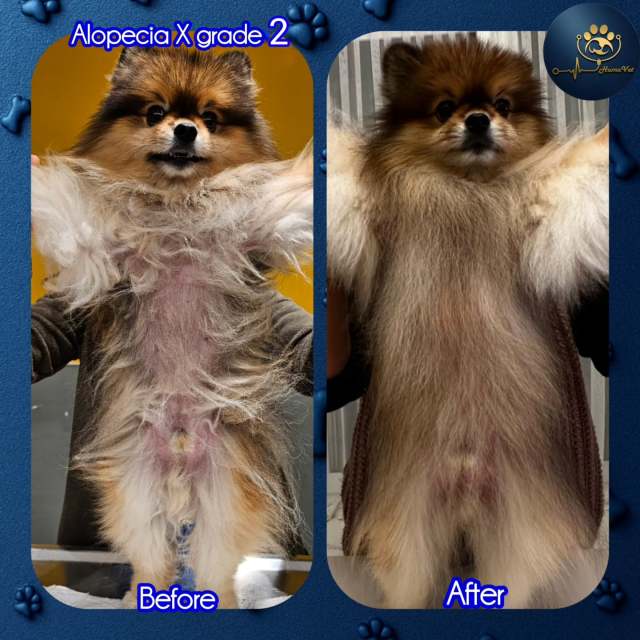 🐶 Romanın 11 aylık tedavi süresi hikayesi: 🐶 Roma 6 yaşında erkek kısır bir pomeranian. Roma 11 ay önce ilk muayenesini bizimle online olarak gerçekleştirip tedavisini başlattı ve devamında bir kez de istanbula geldi. Tedavi öncesi kısa tüylerini tüylerin %60ı kaybetmişti ve  kalan uzun tüyler de aşırı kalitesiz, kuru, mat, kırılgan, yıpranmış, kıtıklarla kaplı ve keçeleşmiş haldeydi. 🐶 Yapılan dermatoHematolojik muayeneler sonrası 2. derece Alopecia X hastalıpı tespit edildi ve ona göre 11 aylık özel bir tedavi Protokolü tasarlandı. 🐶 Roma tedavi sonrası o kalitesiz tüyler yerine ipeksi, gür,  pelüş, parlak ve kolay taranabilir bir tüy örtüsüne sahipti, üstelik hastalık öncesine göre psikolojik olarak daha mutlu ve özgüvene sahip olmuştu. 🐶Her zaman sloganımız neydi? Maceraya gerek yokMutlu patiler HumaVet‘leBilgi, sorumluluk ve tecrübenin adresi HumaVet’lealopeciax #alopeciaxtedavisi #alopesiyax #alopesiyaxtedavisi# Veterinerdermatolog # uzmanveterinerdermatolog #alopeciaxtreatment # huma_vet #dr_rıza_kahraman