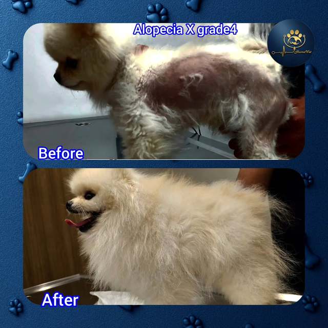 🐶 Oskar’ın 4 aylık tedavi hikâyesi🐶 Oskar, 2 yaşında erkek bir Pomeranian. 1 yaşında Alopecia X hastalığına yakalanmış ve geçen 1 yıl boyunca Dermagic ürünlerle birlikte farklı kliniklerde çeşitli tedaviler uygulanmasına rağmen hastalık 4. dereceye kadar ilerlemişti.İlk önce ön muayenemiz online olarak yapıldı daha sonrası Oskar’dan gerekli endokrinal kan tahlilleri bakıldı ve mikroderamtolojik incelemelerin ardından 4. Derece Nonendokrinal Alopecia X tanısı konuldu ve yoğun bir tedavi protokolü başlatıldı. Hastalığın ileri evrede olması nedeniyle süreç uzun vadeli planlandı ve toplamda 4 aylık bir tedavi programı uygulandı.🐶 Tedavi Süreç ilerledikçe tüy kalitesi ve yoğunluğu belirgin şekilde arttı. 4 aylık tedavi süreci sonunda Oskar; gür, kaliteli, yoğun, pofidik, parlak ve ipeksi bir tüy örtüsüne kavuştu.🐶 Bu süreçte gösterilen düzenli takip ve tedaviye uyum sayesinde başarılı bir sonuç elde edildi. Oskar bugün hem fiziksel görünüm hem de genel sağlık açısından çok daha iyi bir durumda.🐶 Her zaman sloganımız neydi?Maceraya gerek yokMutlu patiler HumaVet’leBilgi, sorumluluk ve tecrübenin adresi HumaVet’le#alopeciax #alopeciaxtedavisi #alopesiyax #alopesiyaxtedavisi #veterinerdermatolog