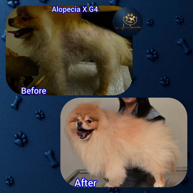 🐶 Gofret‘in 11 aylık tedavi süresi hikayesi: 🐶 Gofret şu an 4 yaşında erkek kısır bir pomeranian ve Kocaeli’de yaşıyor. Gofret ilk adımda tedavisini on-line ve uzaktan 11 ay önce başlattı ve devamında bir kez de istanbula geldi. Gofret tedavi öncesi kkısa tüylerin %60ını kaybetmişti ve kalan uzun tüyler de aşırı kalitesiz, kuru, mat, kırılgan, yıpranmış, kıtıklarla kaplı ve keçeleşmiş haldeydi. 🐶 Yapılan Mikrodermal ve Hemato-endokrinal muayeneler sonrası 4. derece (4.G) Alopecia X hastalığı tespit edildi ve ona göre 11 aylık özel bir tedavi Protokolü tasarlandı ve uzaktan haftalık breefinglerler  tamamen iyileşene kadar kontrol altında kaldı. 🐶 6. ayda yeni tüyler filizlenmeye başladı ve artık 11 ayda o kalitesiz tüyler yerine ipeksi, gür, pelüş, parlak ve kolay taranabilir bir tüy örtüsü şekillenmişti, üstelik hastalık öncesine göre psikolojik olarak daha mutlu ve özgüvene sahipti. 👑Gofretin anesinden sayın Gizem Demiral‘dn (@eminedmrll14)de bu süreçte yaptığı işbirliği ve sabırla uyguladığı tedaviler için teşekkür ederiz🐶Her zaman sloganımız neydi? Maceraya gerek yokMutlu patiler HumaVet‘leBilgi, sorumluluk ve tecrübenin adresi HumaVet’lealopeciax  #Veterinerdermatolog #alopeciaxtedavisi  #alopesi #