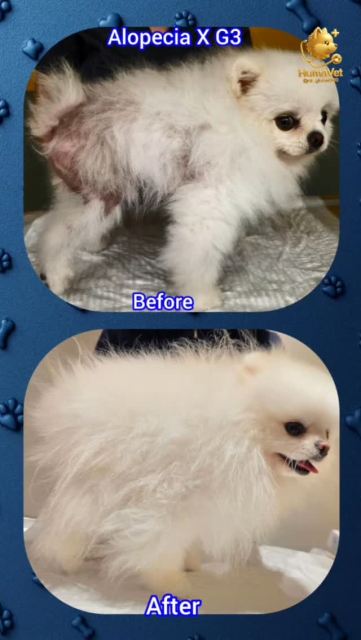 🐶 Mişa‘nın @misha.pom.boo 5 aylık tedavi sonrası ilk kontrol muayenesi 🐶 Mişa, 3 yaşında erkek bir Pomeranian. Mişada bize gelmeden 8 ay  önce ileri Alopecia X hastalığıyla mücadele edip ve uygulanan tüm tedavilere rağmen iyileşme sağlanamamıştı. Biz ilk muayenemiz online olarak gerçekleştirildik ve onun tüm geçmişi ve yaşam tarzı detaylıca aldıktan sonra tedavisini başlatık. Akabinden yapılan yüzyüze muayenlerde mikrodermatohematolojik ve hormonal tektiklerden sonra sonrası 3. derece Nonendocrinal Alopecia X hastalığı tespit edildi ve ona göre 10 aylık özel bir tedavi protokolü tasarland ancak 5 ay içinde tedavidi tamamlandı. 🐶 Mişa‘nın 5 aylık tedavi sonrası gür kaliteli, ipeksi, pelüş, parlak ve kolay taranabilir bir tüy örtüsüne sahipti, hatta hastalık öncesine göre daha güzel, sağlıklı ve psikolojik olarak daha mutlu ve özgüvene sahip olmuştu. Tedavinin 1 ay sonrası da ilk kontrol muayenemizi gereçekleştirdik🐶 Mişa’ın annesi Sayın @nursen.iyclyldrm, bu süreçte gösterdiğiniz sıkı iş birliği, düzenli takip ve titiz uygulamalar sayesinde tedavimizi 5 ay içinde başarıyla tamamladık. Çok şükür Mişa bugün eskisinden daha güzel, parlak ve ipeksi tüylerine yeniden kavuştu. 💙🐾🐶Her zaman sloganımız neydi? Maceraya gerek yokMutlu patiler HumaVet‘leBilgi, sorumluluk ve tecrübenin adresi HumaVet’lealopeciax #alopeciaxtedavisi #alopesiyax #alopesiyaxtedavisi# Veterinerdermatolog # uzmanveterinerdermatolog #alopeciaxtreatment # huma_vet #dr_rıza_kahraman