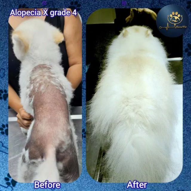 🐶 Oskarın 8 aylık tedavi süresi hikayesi: 🐶 Oskar 2 yaşında erkek kısır bir pomeranian. Oskar 8 ay önce ilk muayene için geldiğinde tüy yapısı aylarca çeşitli tedaviler görmesine rağmen, 4. derece Alopecia X‘e kadar ilerlemişti yani vücudun neredesey %80i tüylerini kaybetmişti ve geri kalan tüyler de kuru, mat, kırılgan, ypıramış ve keçeleşmiş haldeydi. 🐶 Yapılan dermatoendokrinal incelmeler sonrası nonendokrinal 4. derece Alopecia X hastalıpı tespit edildi ve ona göre 8 aylık özel bir tedavi Protokolü tasarlandı. 🐶 Oskar 8 aylık tedavi sonrası beyaz ve açık sarı, ipeksi, gür,  pelüş, parlak ve kolay taranabilir bir tüy örtüsüne sahipti, hatta hastalık öncesine göre daha güzel, sağlıklı ve psikolojik olarak daha mutlu ve özgüvene sahip olmuştu. 🐶 Bu uzın süreçte hasta yakını sayın @serpilbozkurt1979 hanımın bitmeyen bir sabır ve nezaketle yaptığı tüm işbirliği için teşekkür ederiz. 🐶Her zaman sloganımız neydi? Maceraya gerek yokMutlu patiler HumaVet‘leBilgi, sorumluluk ve tecrübenin adresi HumaVet’leAlopesiya x #alopecia x #pomeranianlerde alopecia x #alopeciaxtedavisi #alopesiyax #