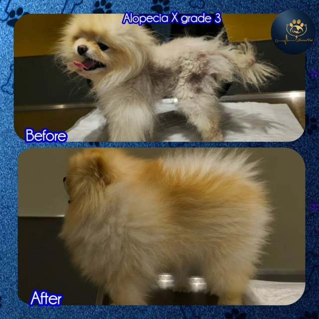 🐶 Arel‘in 10 aylık tedavi süresi hikayesi: 🐶 Arel 4 yaşında erkek bir pomeranian. Arel bize gelmeden önce yaklışık 2.5 sene dermajic ürünleri ile tedavi edilmeye çalışmış ancak hastalık sadece ilerlemiş ve geldiğinde tüyleri kuru, mat, kırılgan, yıpranmış, kıtıklarla kaplı ve keçeleşmiş haldeydi. 🐶 Yapılan dermatoHematolojik muayeneler sonrası 3. derece Nonendocrinal Alopecia X hastalığı tespit edildi ve ona göre 10 aylık özel bir tedavi protokolü tasarlandı. 🐶 Arel 10 aylık tedavi sonrası beyaz ve açık sarı, ipeksi, gür,  pelüş, parlak ve kolay taranabilir bir tüy örtüsüne sahipti, hatta hastalık öncesine göre daha güzel, sağlıklı ve psikolojik olarak daha mutlu ve özgüvene sahip olmuştu. 🐶Her zaman sloganımız neydi? Maceraya gerek yokMutlu patiler HumaVet‘leBilgi, sorumluluk ve tecrübenin adresi HumaVet’leAlopesiyax #alopeciax #pomeranianlerdealopeciax #alopeciaxtedavisi #alopesiyaxtedavisi #dermaologveteriner