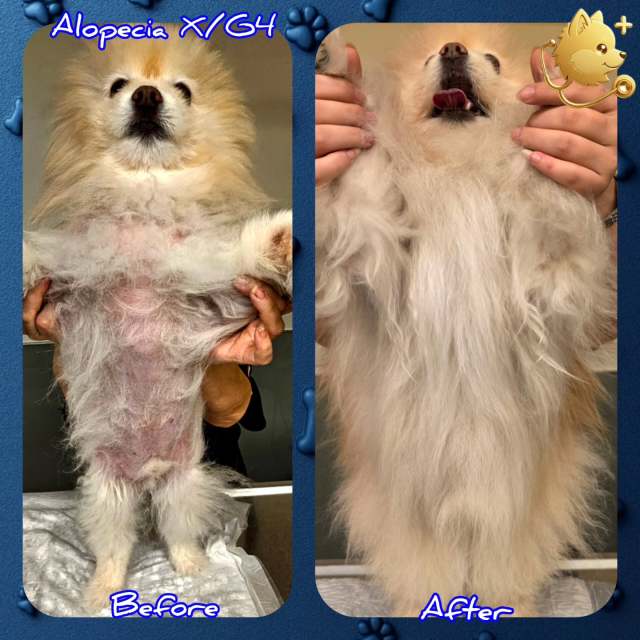 🐶 Baron‘nun 12 aylık tedavi süresi raporu: 🐶 Baron‘nun 8 yaşında erkek kısır bir pomeranian. İlk muayenesi online olarak yapıldı ve tedavidi uzaktan başlatıldı. Tedavi öncesi aylarca çeşitli Dermagic ürünleri, vitaminler vs.  kullanmasıns rağmen, Alopecia X hastalığın 4. evreye kadar ilerlemişti yani vücudun neredesey %80i tüylerini kaybetmişti. 🐶 İkinci muayenesi  2 hafta sonra yüzyüz yapıldı ve yapılan Mikrodermatohematolojik muayeneler sonrası 4. derece Endokrinal Alopecia X hastalığı tespit edildi ve ona göre 12 aylık özel bir tedavi Protokolü tasarlandı. 🐶 Baron‘nun 12 aylık tedavi sonrası kaliteli, gür, pelüş, ipeksi ve kolay taranabilir bir tüy örtüsüne sahipti. Psikolojik olarak ta tedavi ööncesine öncesine göre daha mutlu ve özgüvenli olmuştu. 🐶 Bu uzın süreçte hasta yakını sayın @dilahsann hanımın bitmeyen bir sabır ve nezaketle yaptığı tüm işbirliği için teşekkür ederiz. 🐶Her zaman sloganımız neydi? 💥Maceraya gerek yok💥💥Mutlu patiler HumaVet‘le💥💥Bilgi, sorumluluk ve tecrübenin adresi HumaVet’le💥Alopesiyax #alopeciax #alopeciaxtedavisi #alopesiyaxtedavisi #