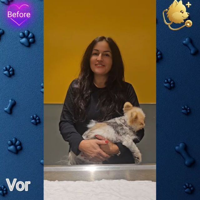 🐶 Leo‘nun 1.5 senelik Alopecia X Tedavi Raporu🐶 Pomi, 5 yaşında kısırlaştırılmamış erkek bir Pomeranian ve Frankfurt/ Almanya‘da yaşamaktadır. Leo 4 yıl önce Alopecia X hastalığına yakalanmış ve Almanyada çeşitli veteriner kliniklerinde uygulanan birçok tedavi protokolüne rağmen iyileşme sağlanamamış üstelik bir de kötüleşerek 4. evre Black skin/ Alopecia Xe kadar ilerlemişti. 🐶 Tedavi Protokolü:Leo‘nun tedavisi 1.5 sene önce online muayene ile başlatık ve 1 ay sonrası da İstanbula muayeneler geldi. Ayrıntılı klinik ve paraklinik testlerin yapılmasının ardından, nihai tanı 4.evre Endokrinal Alopecia X (Hipotiroidizm) olarak konuldu.🐶 Tedaviye Yanıt Sonuçları✅ 1–10. Aylar: İlk on ayda belirgin bir yanıt gözlenmedi. Ancak onuncu aydan itibaren yoğun bir tüy çıkışı başladı.✅ 14. Ay: Tedavi süreci başarıyla tamamlandı. Sonrakı ayalarda Stabil hale getirildi. ✅ Tüylerin İyileşmesi: İpeksi, yoğun, peluş, parlak ve kolay taranabilir tüyler oluştu.✅ Davranışsal İyileşme: Ruh hali daha canlı, özgüveni yüksek ve davranışsal dengesi daha iyi hale geldi.✅ Altta Yatan Hastalıkların İyileşmesi: Tüm endokrin hastalıklar da iyileşti.🐶 sloganımız  her zaman  neydi?Maceraya gerek yok. Bilgi, ilgi, deneyim ve tecrübe tek karede HumaVet‘le Alopesiya x #alopecia x #pomeranianlerde alopecia x #alopeciaxtedavisi #alopeciax #alopesiyaxtedavisi