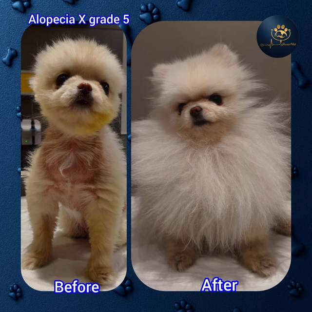 🐶 Luna‘nın 8 aylık Alopecia X tedavi öyküsü:🐶 Luna dünya tatlısı çok şeker üç yaşında bir Tea Cup Pomeraniandir. Luna‘da yaklaşık iki sene önce tıraş sonrası ilerleyen bir tüy dökülmesi başlamış ve tüm vücuda yayılmıştı. 🐶 Sekiz ay önce Luna tedavi, için  geldiğinde vücudunda Simetrik, Trunkal, Bilateral  ve generalize bir Alopecia vardı. Yapılan Mikro_Dermatohematolojik klinik ve paraklinik incelemeler sonrası 4. Derece Endokrinal Alopecia X (Haşimato ve HAC) tanısı konuldu ve hemen yoğun bir tedavi başlatıldı. Bu doğrultuda Lokal ve sistemik tedavilerle beraber ilk 2ay Luna‘nın sadece yaşam tarzını değiştirdik sonra mefikal tedaviye geçtik 🐶Luna sağlığına kavuştu ve hatta eskisinden de daha iyi bir tüy yapıya sahip oldu. 🔑 Anahtar noktalar: -	Eğer bir pomeraniniz varsa mutlaka tıraş öncesi Pomeranian ırkını çok iyi bilen bir hekim veya uzman dermatolog tarafından deri muayenesi yaptırınız aksi taktirde çocuğunzda Alopecia X hastalığı gelişebilir. -	Eğer sizin açınızdan çocuğunuzun hiçbir deri problemi yoksa yine de periyodik olarak maksimum 6 ayda bir uzman dermatolog tarafından deri muayenesi yaptırınız. 🐶 Alopecia X:🐶 Diğer isimler:Adrenal Sex Hormone DisorderBlack Skin DiseaseCongenital Adrenal HyperplasiaEstrogen-responsive DermatosisGrowth Hormone Deficiency of the Adult Dog🐶 Tarım: Hastalık, noninflamatuar alopesi olarak kendini gösterir. Endokrin formu genelde Hiperadrenokortisizm (HAC), Hipotiroidizm veya bazı Androjenik hormonlar dengesizliğinde ortaya çıkmaktadır. Alopesi X, kedilerde rapor edilmemiştir.Predispoze ırklar:  Minyatür Poodle, Pomeranian, Sibirya Husky, Chow Chow, Samoyed, Alaskan Malamute Gibi “Peluş Kaplı” Irklar,🐶 Bulgular:Yavru Tüy Örtüsü Görünümü (Puppy-Coat Appearance), Kuru Deri, Tüy Topaklanması, İlerleyen Truncal Bilateral Simmetric Localize veya Generalize, Multifocal Alopecia, Polyuria, Polydipsia, Polydipsia, Hiperpigmentasiyon,  uzmanveterinerdermatolog #alopesiyax #alopeciax #alopesiaxtedavisi # alopeciaxtreatment #