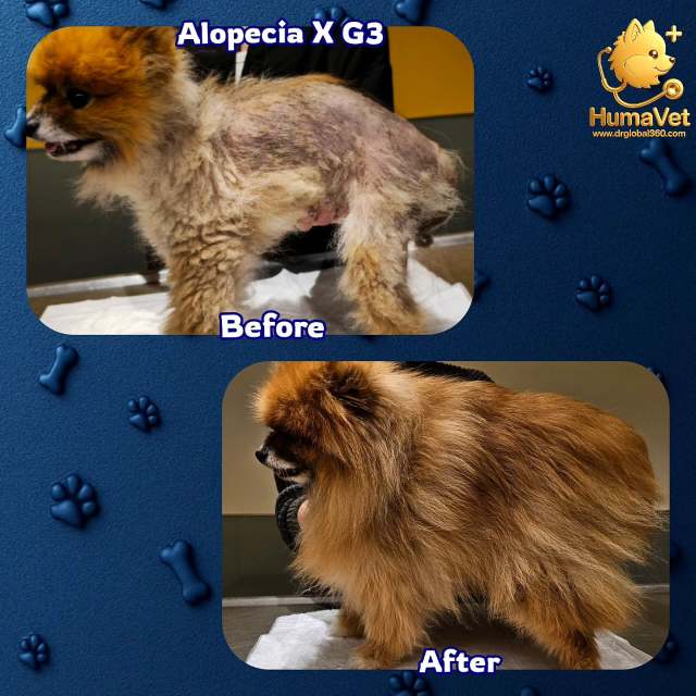 🐶 Mars’ın 10 aylık tedavi süreci öyküsü🐶 Mars, 5 yaşında, kısırlaştırılmış erkek bir Pomeraniandır ve Kocaeli‘de yaşıyor.  Bize gelmeden önce yaklaşık 3 yıl boyunca Alopecia X hastalığıyla mücadele etmiş, Istanbul, Koaeli ve Ankarda farklı tedavi protokolleri uygulanmasına rağmen iyileşme göstermemiş, aksine hastalığı daha da ilerlemişti ve tüyleri tamamen kuru, mat, kırılgan, yıpranmış ve keçeleşmiş, büyük düğümlerle dolu durumdaydı. 🐶 Tedavisini Online muayeneyle başlatıldı sonra yüzyüze muayenesine geldiğinde gerekren mikrodermatoljik ve paraklinik laboratuvar testlerinin incelenme sonucunda "3. Derece Non-endokrin Alopesi X tanısı konuldu ve 3 bölümden oluşan bir tedavi protokolü oluşturuldu. 🐶 Mars ilk 6 ayda tedaviye belirgin bir yanıt vermedi ancak tedavinin  10. ayında tedavisi tamamlandı ve tüy ortusu ipeksi, gür, yumuşak ve parlak bir hale gelip pofidik oldu. Ancak bu değişimler sadece dış görünüşüyle sınırlı kalmadı; ruh hali de gözle görülür şekilde iyileşti. Artık daha mutlu, daha özgüvenli ve daha dengeli bir karaktere sahip!🐶 Bu sabır gerektiren uzun süreç boyunca gösterdiği özveri, sabır ve kararlılıktan dolayı Mars‘ınn annesine sayın Duyu şenere (@teyzeinsanı) içtenlikle teşekkür ederim.Alopesiyax #alopeciax #pomeranianlerdealopeciax #alopeciaxtedavisi #alopesiyax #alopesiyaxtedavisi