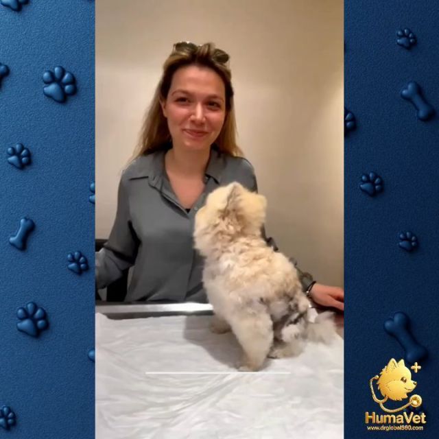 🐶 Herkules’in 11 aylık tedavi süreci öyküsü🐶 Herkules, üç yaşında, erkek bir Pomeraniandır ve Almanya’nın Heidelberg kentinde yaşıyor. Bize başvurduğunda ileri derecede tüy kaybı ve 4. Derece Alopecia X (Black Skin) tablosu bulunuyordu.🐶 Tedavisi online muayene ile başlatıldı. Ancak tedavinin başlangıcında gerekli kapsamlı muayene ve tetkiklerin yapılabilmesi için yalnızca bir kez İstanbul’a geldi. Yapılan değerlendirmeler sonucunda hastalığın derecesi ve nedenleri belirlenerek Herkules için kişiye özel tedavi protokolü oluşturuldu.🐶 İstanbul’daki başlangıç değerlendirmesinin ardından 11 aylık tedavi ve takip sürecinin tamamı online olarak sürdürüldü. Düzenli kontroller ve tedavi protokolünün titizlikle uygulanması sonucunda, tedavinin sonunda Herkules’in tüyleri yeniden gür, pofidik, pelüş, ipeksi ve kolayca taranabilir bir görünüme kavuştu.✨ Herkules’in hikâyesi, doğru değerlendirme, doğru tedavi protokolü ve düzenli takibin birlikte yürütülmesinin önemini gösteren güzel bir örnek.Maceraya gerek yok. Mutlu patiler HumaVe. Bilgi, ilgi, deneyim ve sorumluluk tek karede.#AlopeciaX #AlopesiyaX #PomeranianlerdeAlopeciaX #AlopeciaXTedavisi #AlopesiyaXTedavisi VeterinerDermatolog Pomeranian BlackSkin