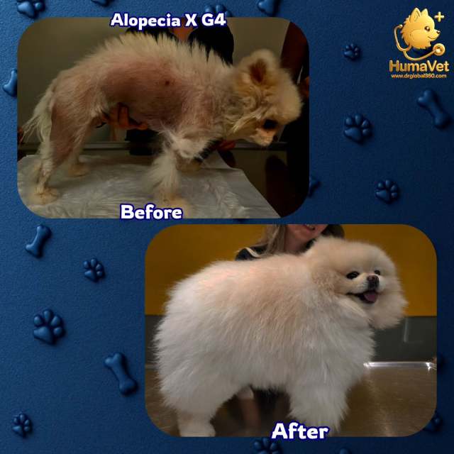 🐶 Pablo isimli Bir Pomeranian‘de 13 aylık Alopecia X Tedavi Raporu🐶 Pablo, şu an 3.5 yaşında kısırlaştırılmış erkek bir Pomeranian cinsi ve Gaziantep'te yaşamaktadır. Bize gelmeden önce 1.5 sene Alopecia X hastalığına yakalanmış ve uygulanan birçok tedavi protokolüne rağmen iyileşme sağlanamamış üstelik bir de seyri giderek kötüye gidip 4. Evreye kadar ilerlemişti.🐶 Tedavi Protokolü:Tedavi 13 ay sürdü. Ayrıntılı öykü alımı ve paraklinik testlerin yapılmasının ardından, nihai tanı Endokrinal (Cushing) Alopecia X ve BSD Grade 4 olarak konuldu.🐶 Tedaviye Yanıt Sonuçları✅ İlk 10 ayda belirgin bir yanıt gözlenmedi ve yoğun bir tüy çıktı.✅ 10. aydan sonra tüyler her yerden fışkırdı başladı ve tedavi 13. ay başarıyla tamamlandı.✅ Tüylerin İyileşmesi: İpeksi, yoğun, peluş, parlak ve kolay taranabilir tüyler oluştu.✅ Davranışsal İyileşme: Ruh hali daha canlı, özgüveni yüksek ve davranışsal dengesi daha iyi hale geldi.🐶 Sloganımız  her zaman  neydi?🐶🐱 Maceraya gerek yok🐶🐱 Tedavi edilemez hastalık yoktur.📍 Bilginin, sorumluluğun ve tecrübenin adresi Humavet.Alopesiya x #alopecia x #pomeranianlerde alopecia x #alopeciaxtedavisi #alopesiyax #alopesiyaxtedavisi dermaologveteriner Veterinerdermatolog dermatologveteriner alopeciaxtreatment huma_vet dr_rıza_kahraman